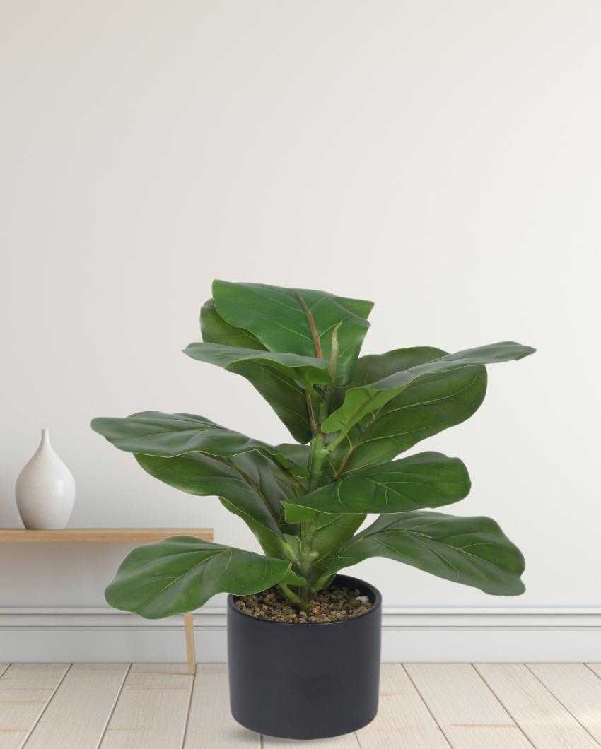 Nic Fiddle Leaf Fig Bonsai Artificial Plant with Ceramic Pot | 1 ft