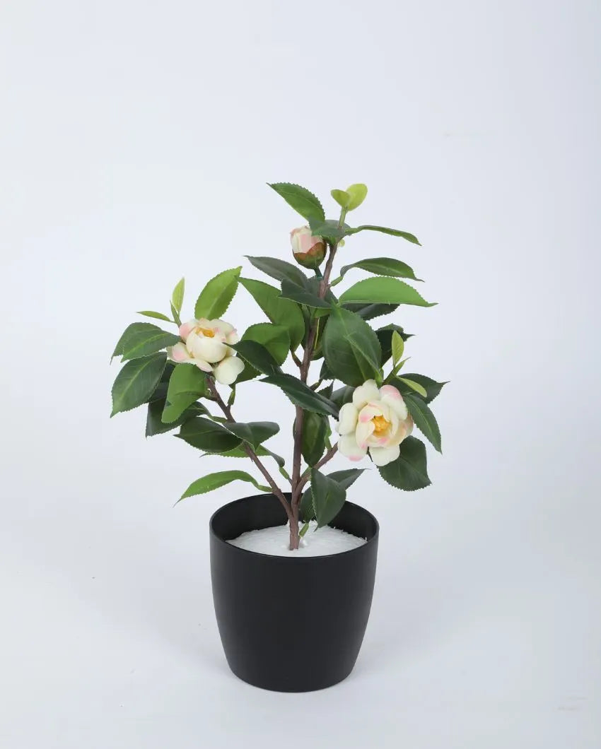 Artificial Camelia Rose Flower Plant With Black Pot | 13 Inches Off White