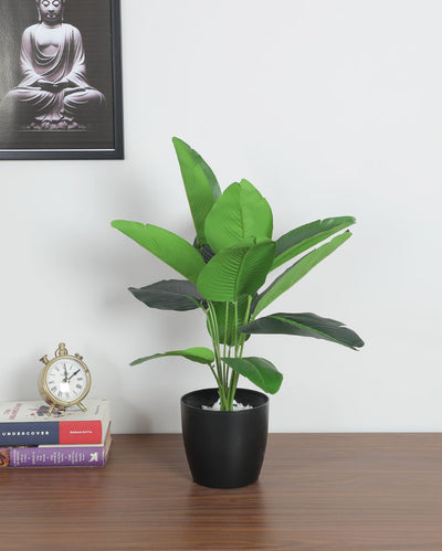 Artificial Green Banana Plant with Black Pot | 1.6 Feet