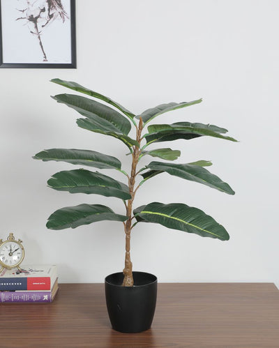 Fancy Artificial Rubber Plant with Basic Black Pot | 2.3 Feet