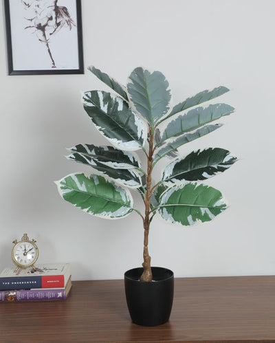 Artificial Green and White Banana Leaves Plant with Basic Black Pot | 2.3 Feet