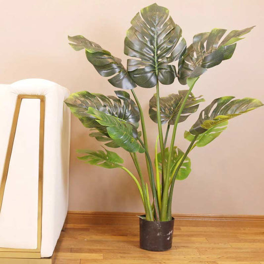 Mostera Fancy Plant for Indoor Greenery With White Pot Default Title