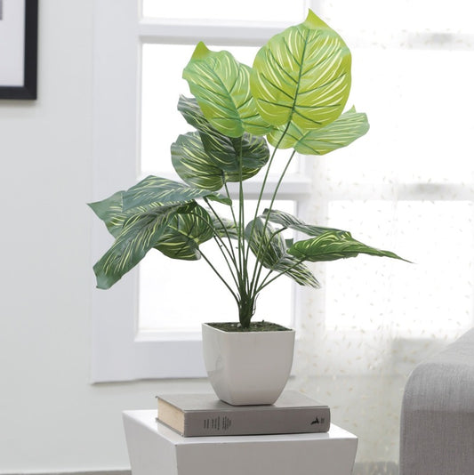Beautiful Tarbooj Big Leaves Plant for Stairs Decor Default Title