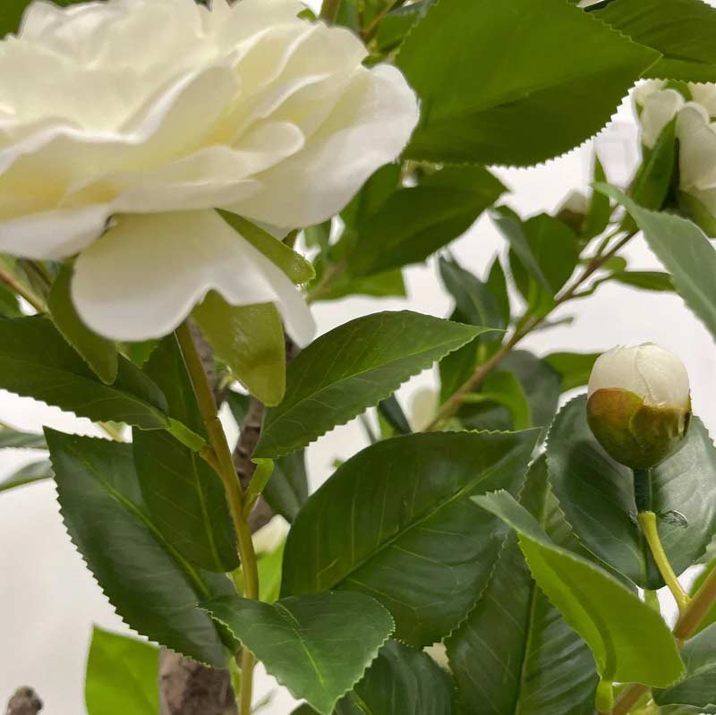 Fancy Roses Blooms Plant With Pot For Decor White