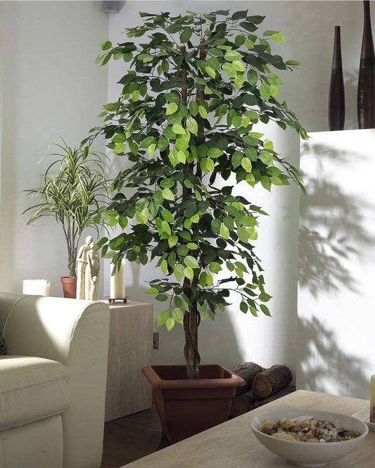 Artificial Ficus Plant For Home Décor With Black Pot | 71 Inches