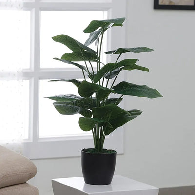 Indoor Elegant Rubber Plants Default Title