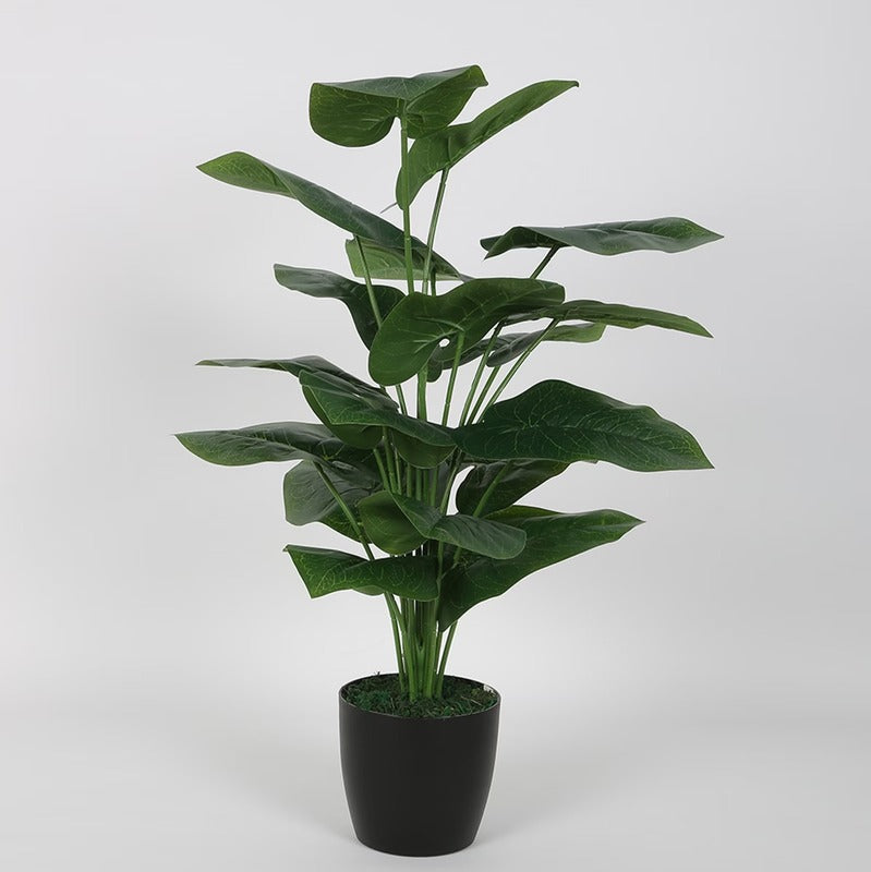 Indoor Elegant Rubber Plants Default Title