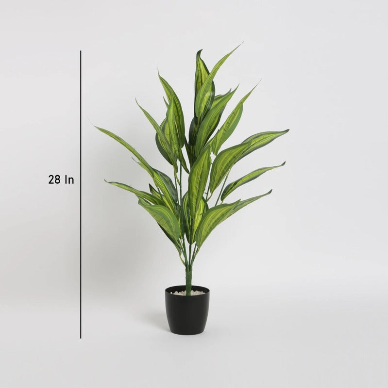 Artificial Iceton Dracaena Plant With Pot | 26 Leaves Default Title