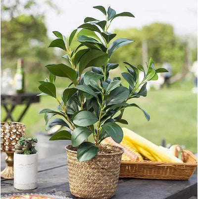 Little Ficus Leaves Decorative Plant Set of 1