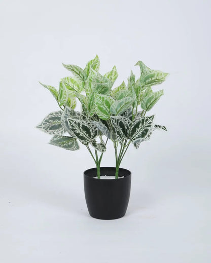 Beautiful Artificial Plastic Money Green Plant Mini Bush For Home Decoration Without Pot | Set Of 2 | 15 Inches