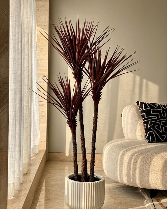 Yucca Plant | 5 Feet Red