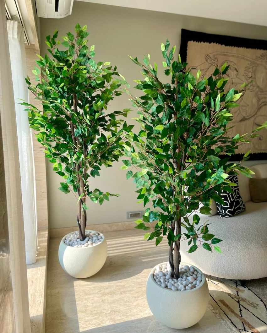 Jade Ficus Artificial Plant | 5.5ft, 6ft | Plant Only Planter Not Included