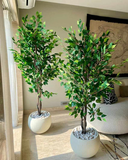 Jade Ficus Artificial Plant | 5.5ft, 6ft | Plant Only Planter Not Included