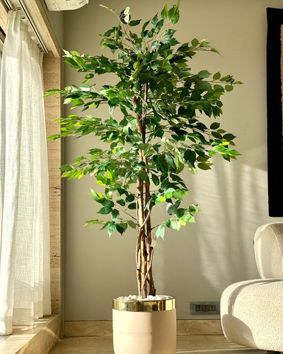 Embrace the Trend of Artificial Dried Ficus Plant Without Pot  | Green | 6 Feet