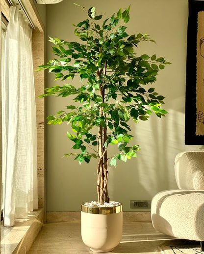 Embrace Trend of Artificial Dried Ficus Plant Without Pot | 6 Feet