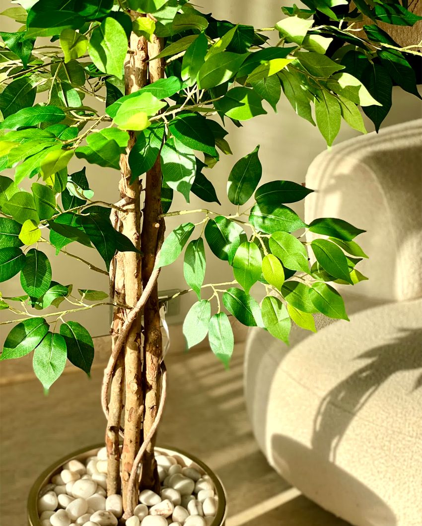 Embrace Trend of Artificial Dried Ficus Plant Without Pot | 6 Feet