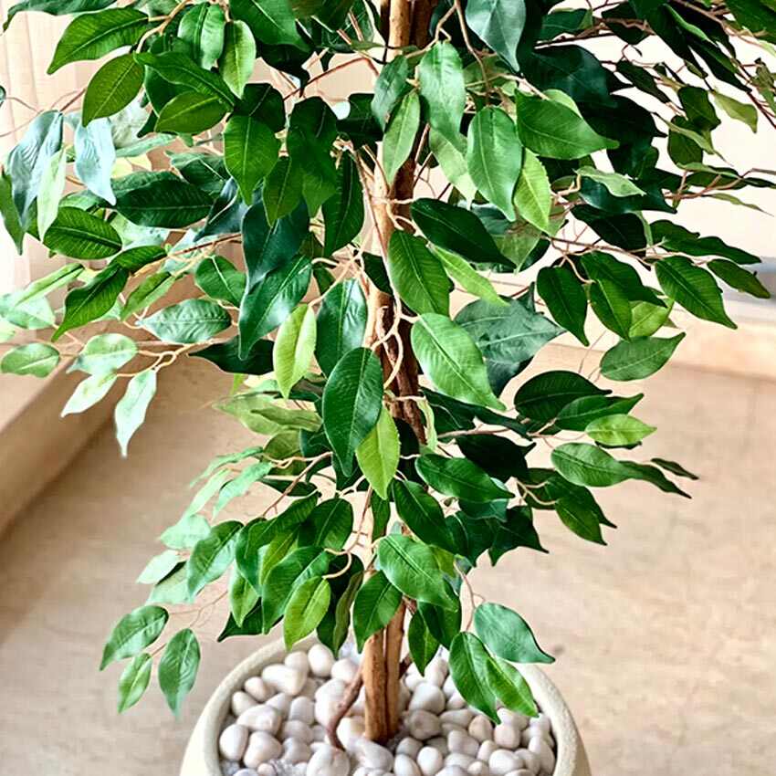 Beautiful Green Weeping Ficus Pvc Artificial Plant Without Pot | 5 Feet