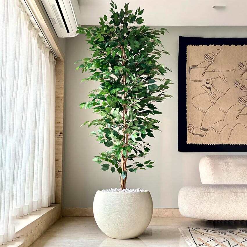 Premium Green Weeping Ficus Pvc Artificial Plant Without Pot | 7 Feet