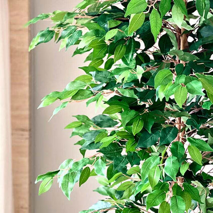 Premium Green Weeping Ficus Pvc Artificial Plant Without Pot | 7 Feet