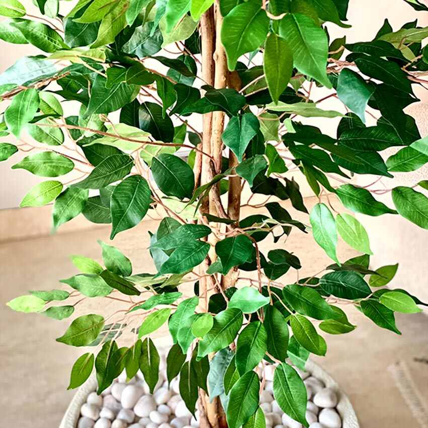 Premium Green Weeping Ficus Pvc Artificial Plant Without Pot | 7 Feet