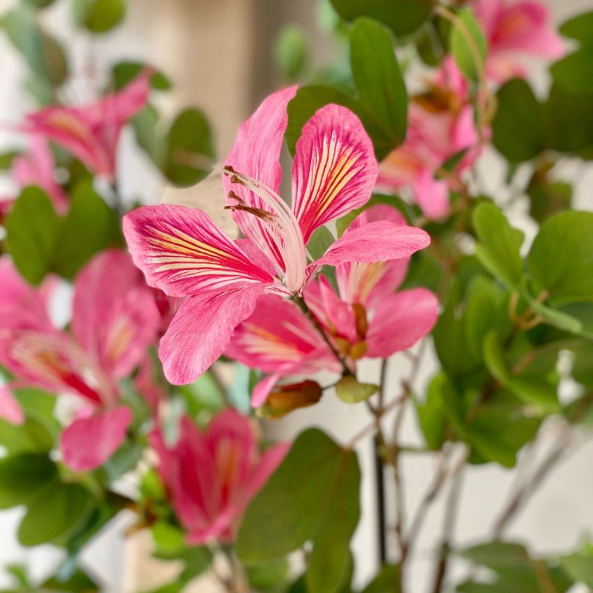 Artificial Pink & Green Bauhinia Plant Without Pot | 6 Feet