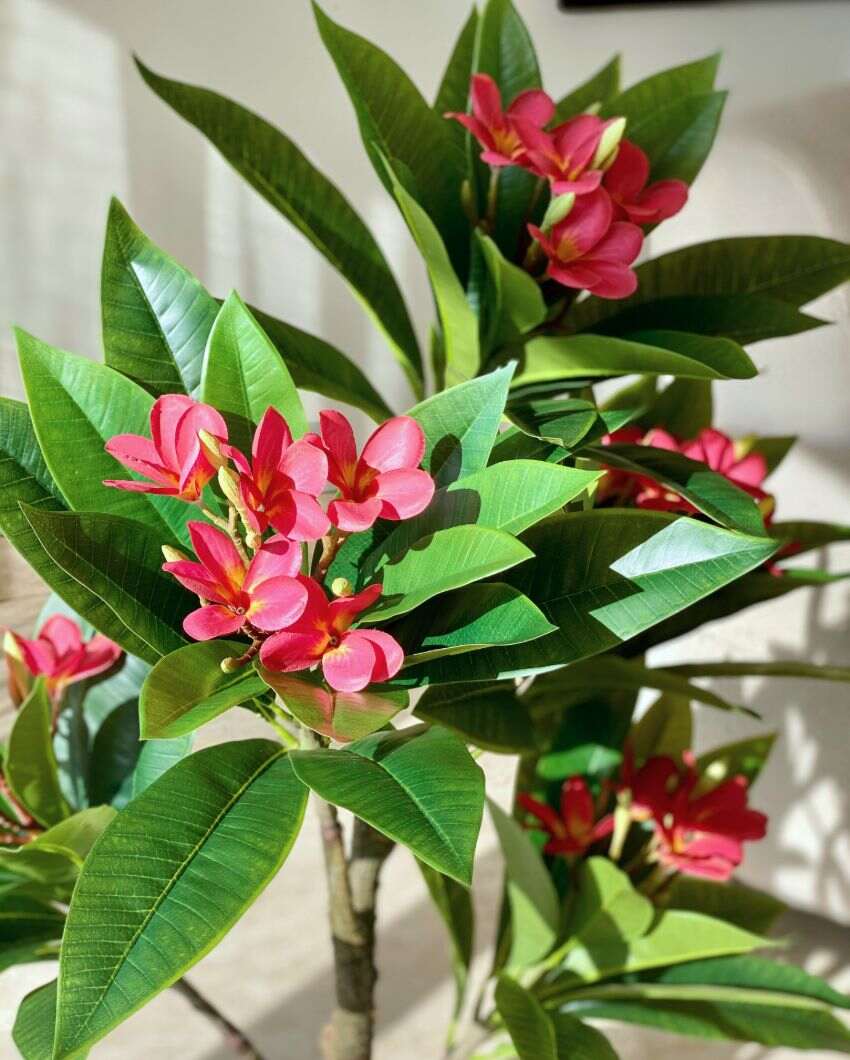 Artificial Frangipani Puce Plant | Pot not included