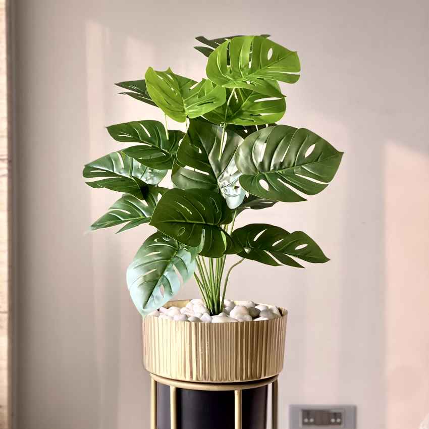 Artificial Green Shade Botanic Monstera Plant Without Pot | 2 Feet