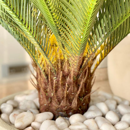 Artificial Green Shade Cycas Plant Without Pot