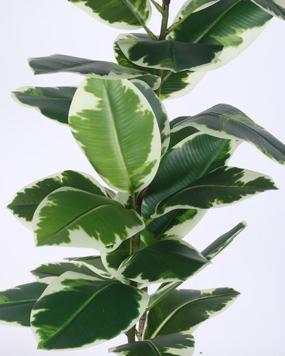 Variegated Fiddle Leaf Real Touch Artificial Plant with Black Pot | 4 ft