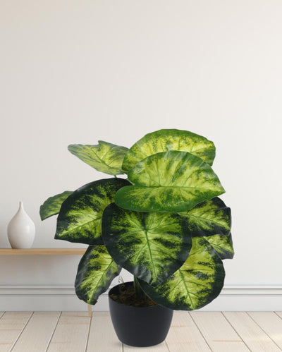 Premium Dieffenbachia Real Touch Artificial Plant with Black Pot | 2 ft