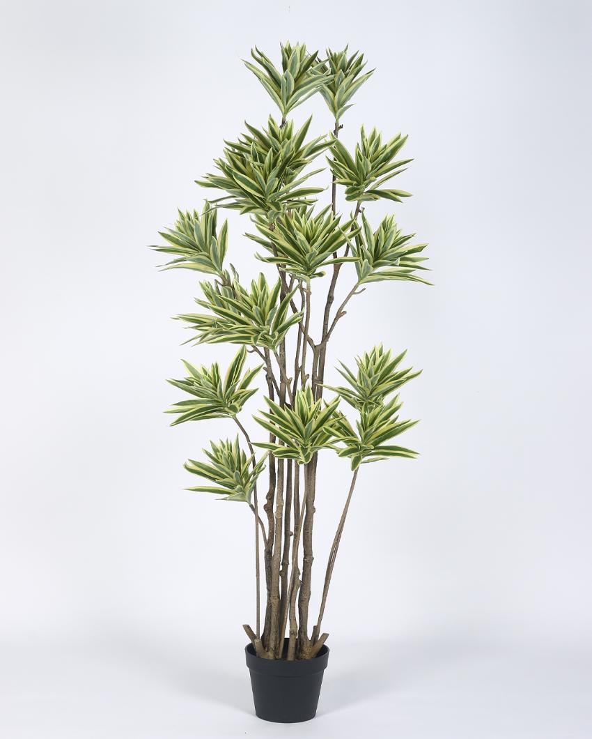 Dracaena Reflexa 15 Head Tree Artificial Plant with Black Pot | 5 ft