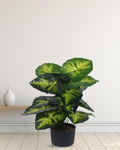 Real Touch Dieffenbachia Artificial Plant with Black Pot | 2 ft