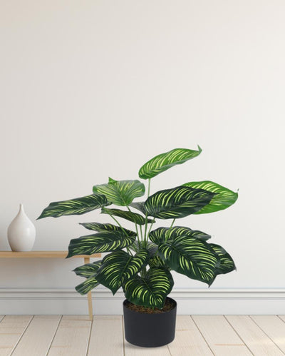 Calathea Real Touch Artificial Plant with Black Pot | 2 ft