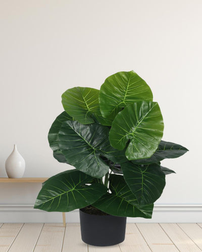 Dieffenbachia Real Touch Artificial Plant with Black Pot | 2 ft