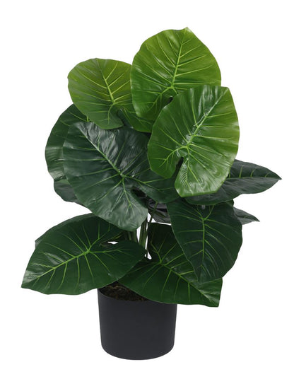 Dieffenbachia Real Touch Artificial Plant with Black Pot | 2 ft