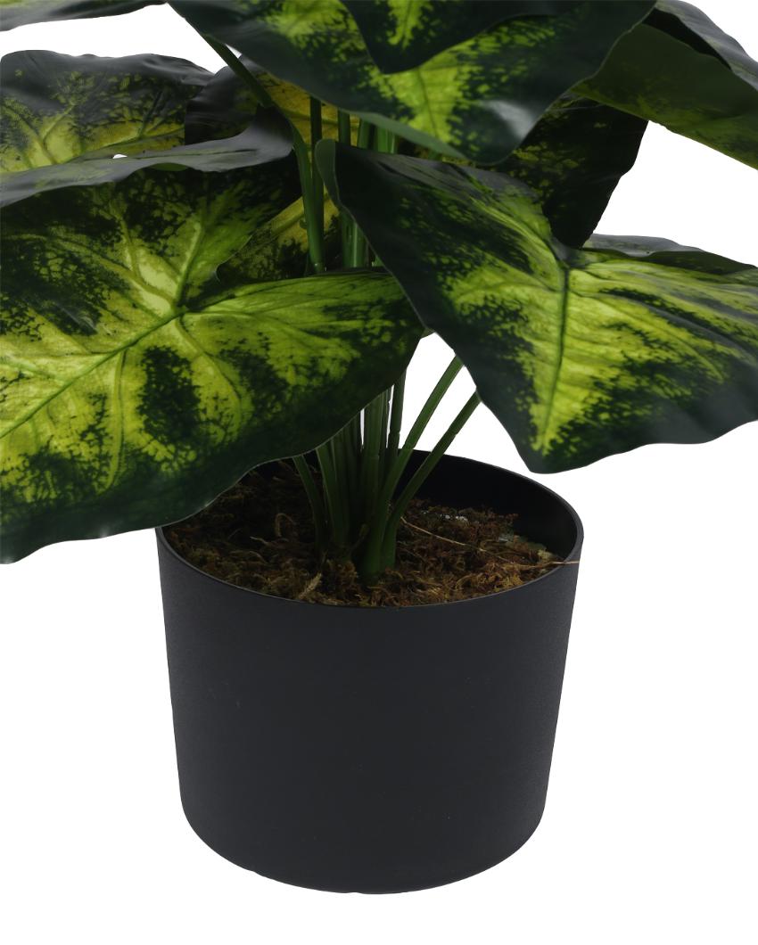 Dieffenbachia Real Touch Artificial Plant with Black Pot | 3 ft