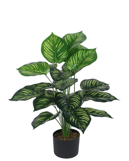 Nic Calathea Real Touch Artificial Plant with Black Pot | 3 ft