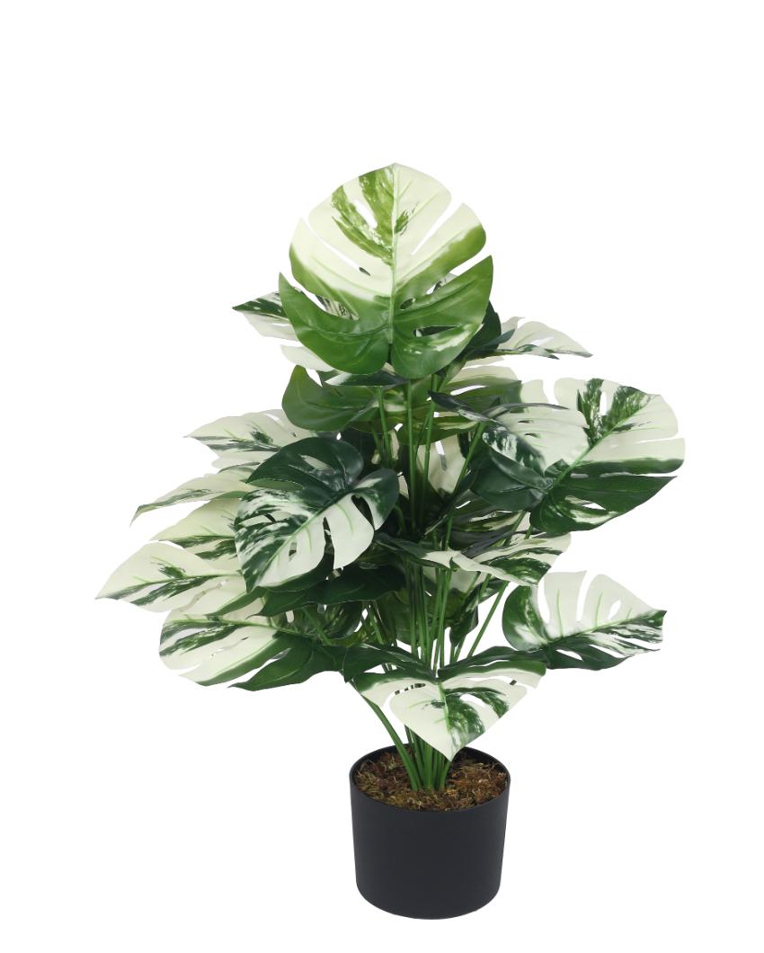 Monstera White Real Touch Artificial Plant with Black Pot | 3 ft