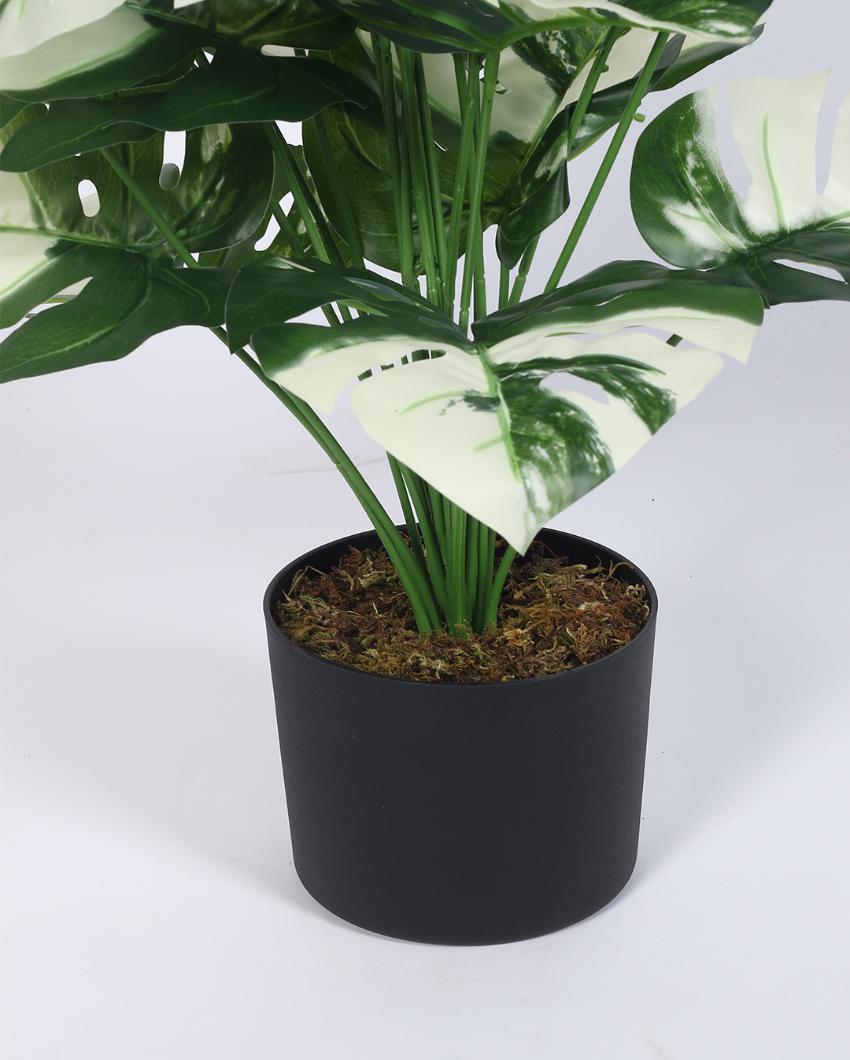 Monstera White Real Touch Artificial Plant with Black Pot | 3 ft