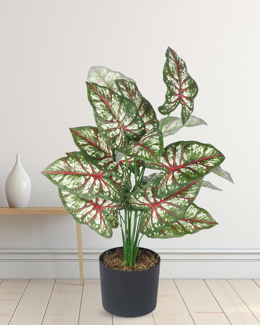 Tropical Caladium Artificial Plant with Black Pot | 2 ft