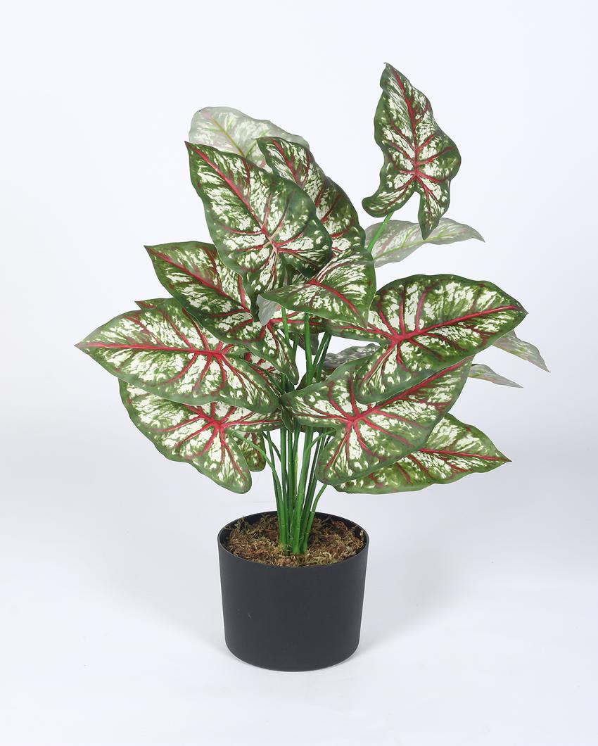 Tropical Caladium Artificial Plant with Black Pot | 2 ft