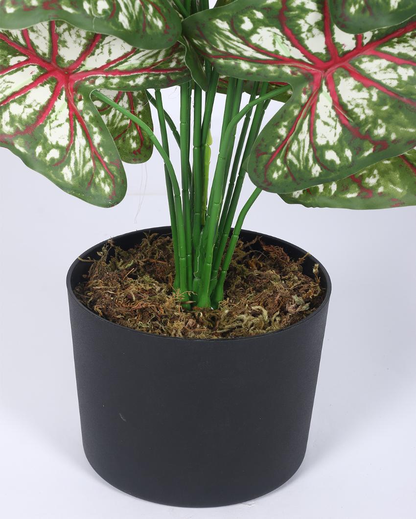 Tropical Caladium Artificial Plant with Black Pot | 2 ft