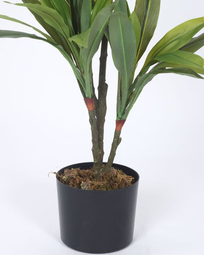 Artificial Dracaena Plastic Plants With Black Pot | 2.4 Feet