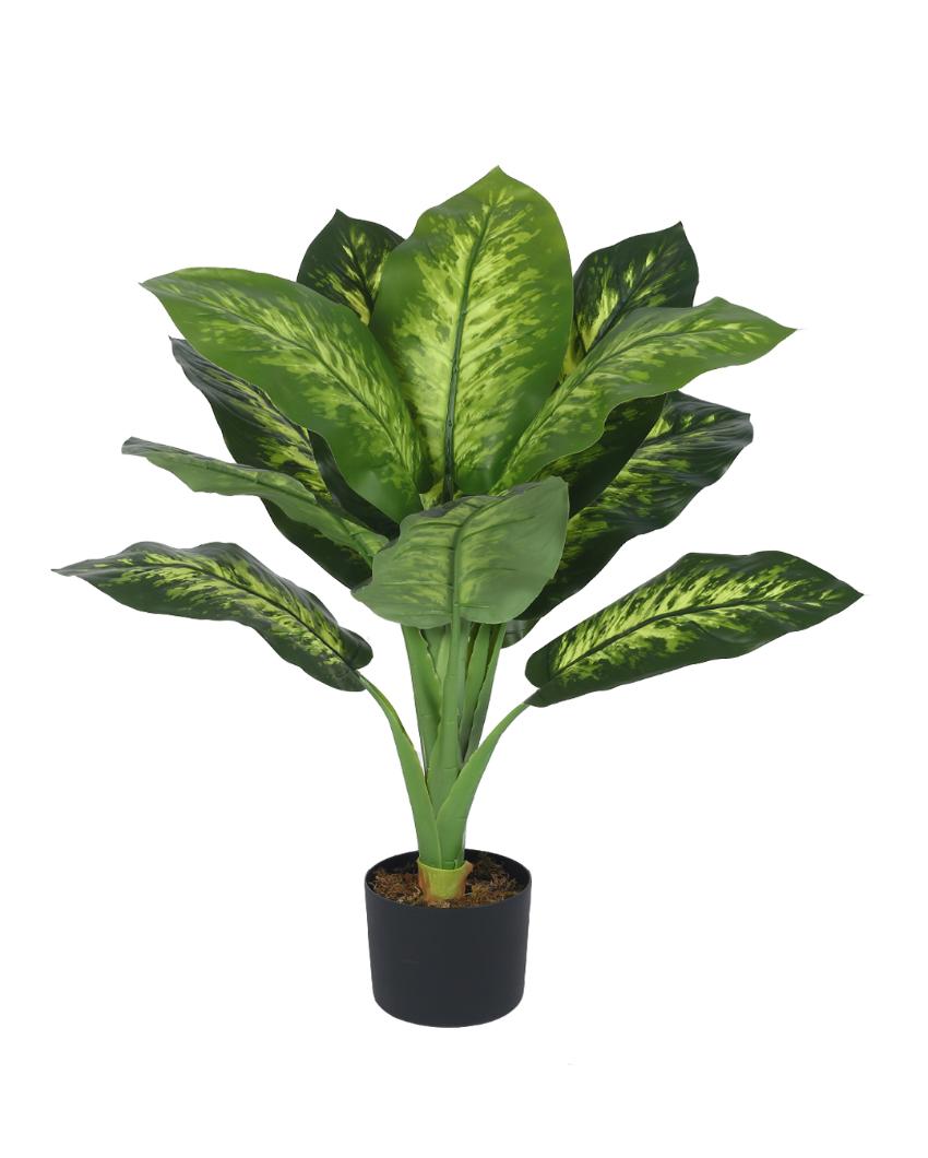 Calathea Real Touch Artificial Plant with Black Pot | 3 ft