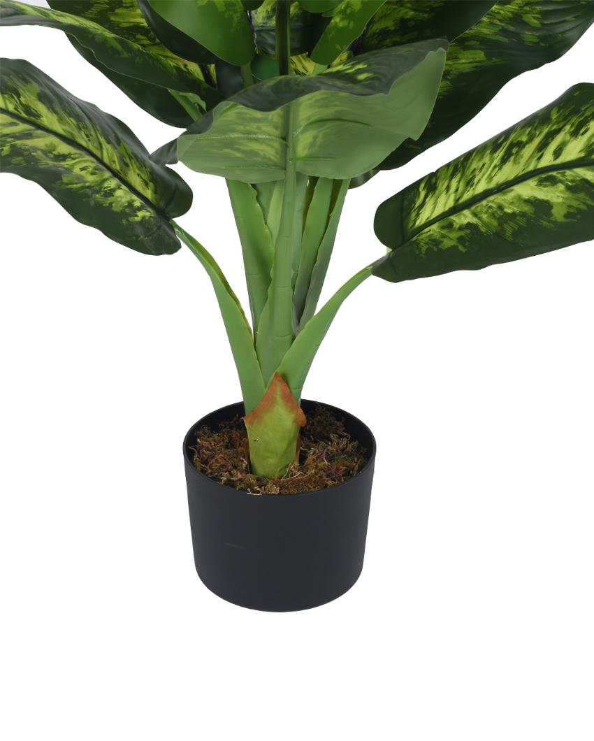 Calathea Real Touch Artificial Plant with Black Pot | 3 ft