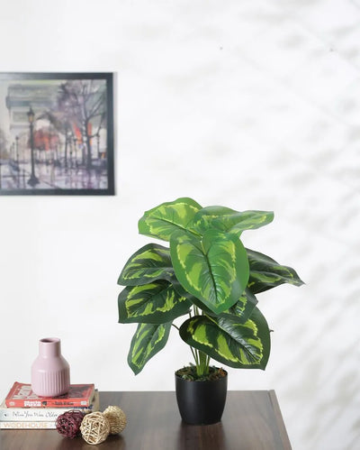 Artificial Pvc Calatheas Silk Plant With Black Pot | 22 Inches