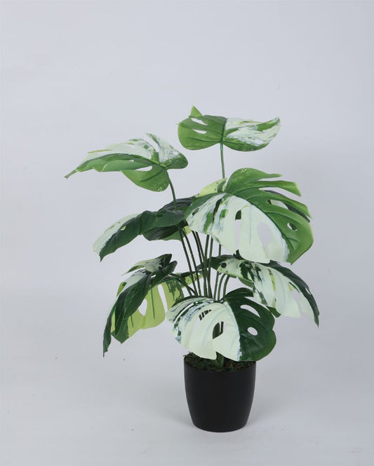 Artificial Pvc Monsters Silk Plant With Black Pot | 22 Inches Green White