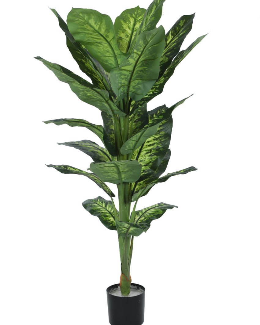 Artificial Green Dieffenbachia Plant With Black Pot | 55 Inches