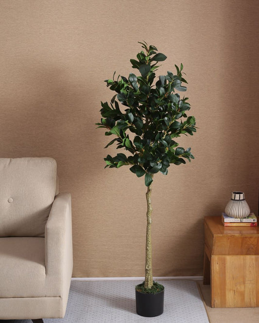 Artificial Green Ficus Plant With Black Pot | 59 Inches