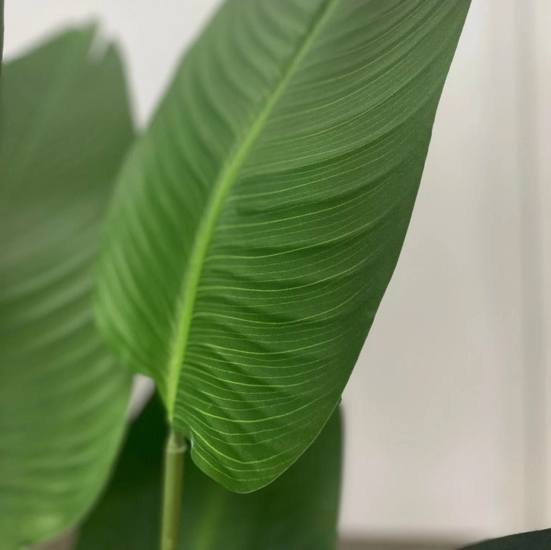 Big Size Banana Green Leaves With Pot | 160 Cm Default Title
